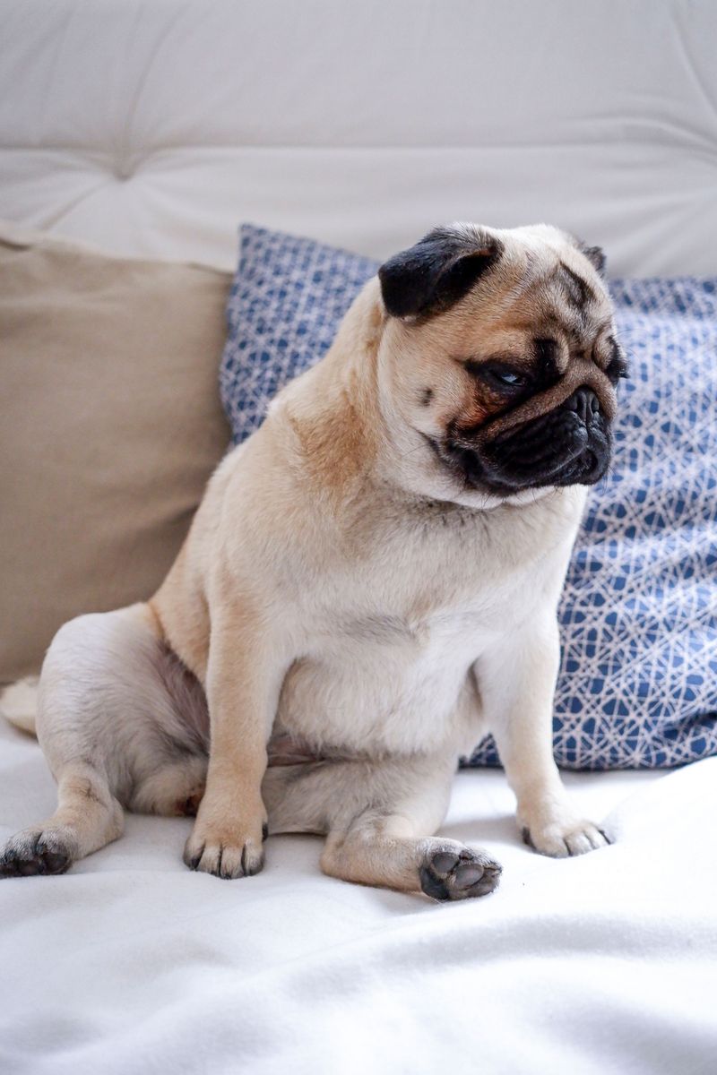 Pug - Royal squint with snack opinions