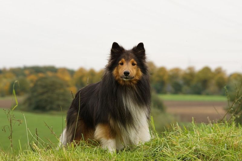Shetland Sheepdog: Gentle but Watchful