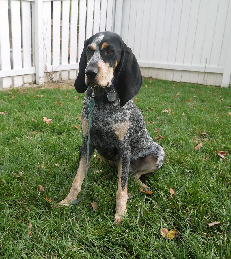 The dog everyone scrolls past could be exactly the companion they've been searching for 7 Bluetick Coonhound