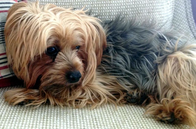 13 breeds that frequently exceed owners' lifespan expectations 10 Yorkshire Terrier