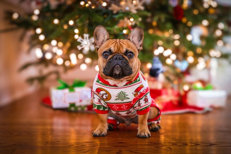 15 Dog Breeds That Look Amazing in Holiday Photos 13 French Bulldog