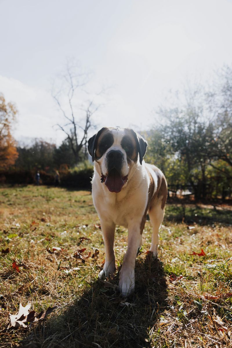 Saint Bernard