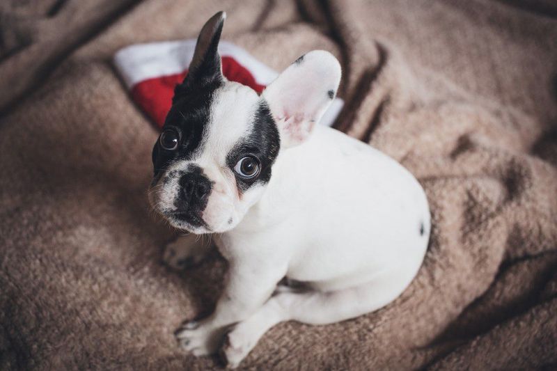 Looking for a champion nap partner? These dog breeds have impressive credentials 5 French Bulldog