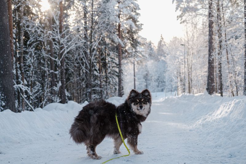 You call it freezing - These dogs may call it perfect walking weather 13 Finnish Lapphund