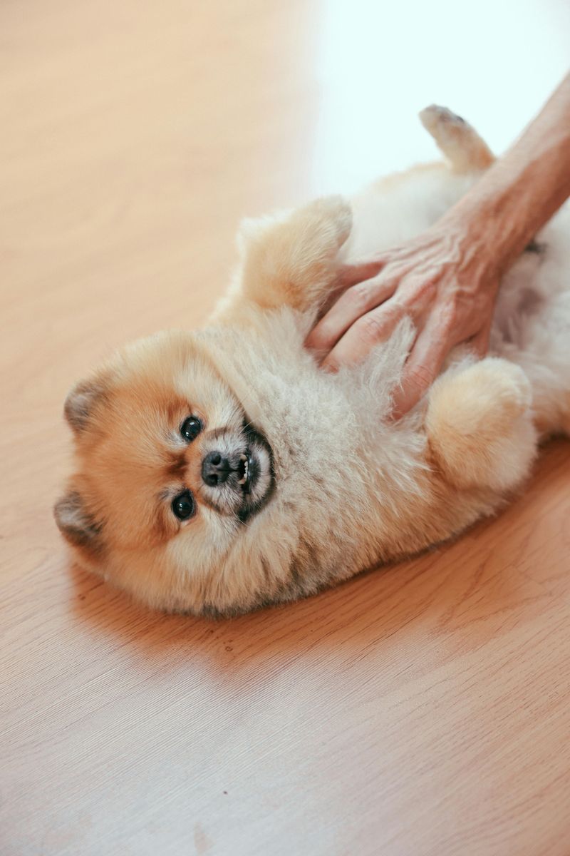 10 small dog breeds that form an unbreakable bond with just one person 6 Pomeranian