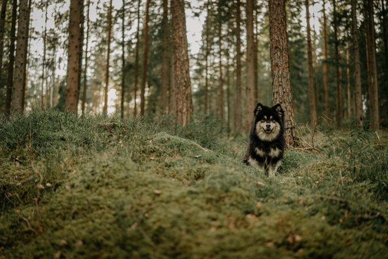 The 15 dog breeds that make normal weekends feel like an event 15 Finnish Lapphund