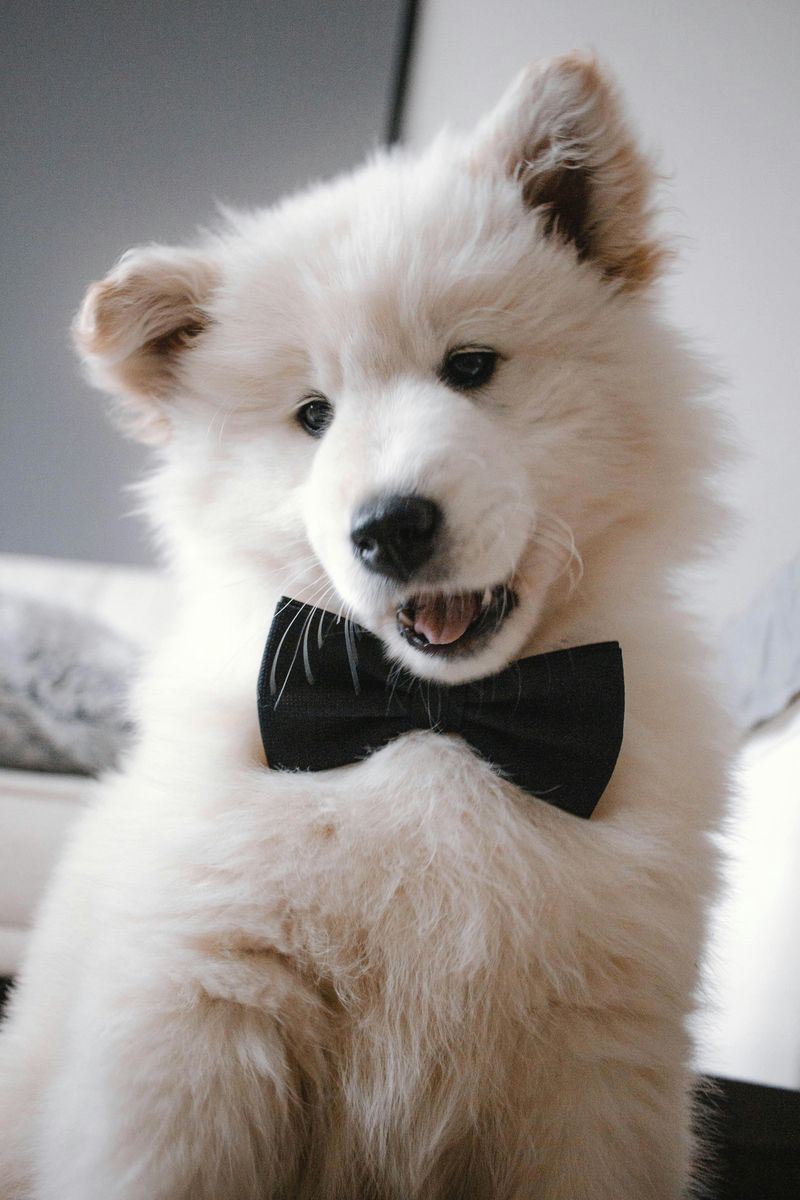 Samoyed