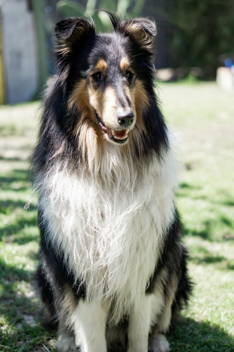 Collie