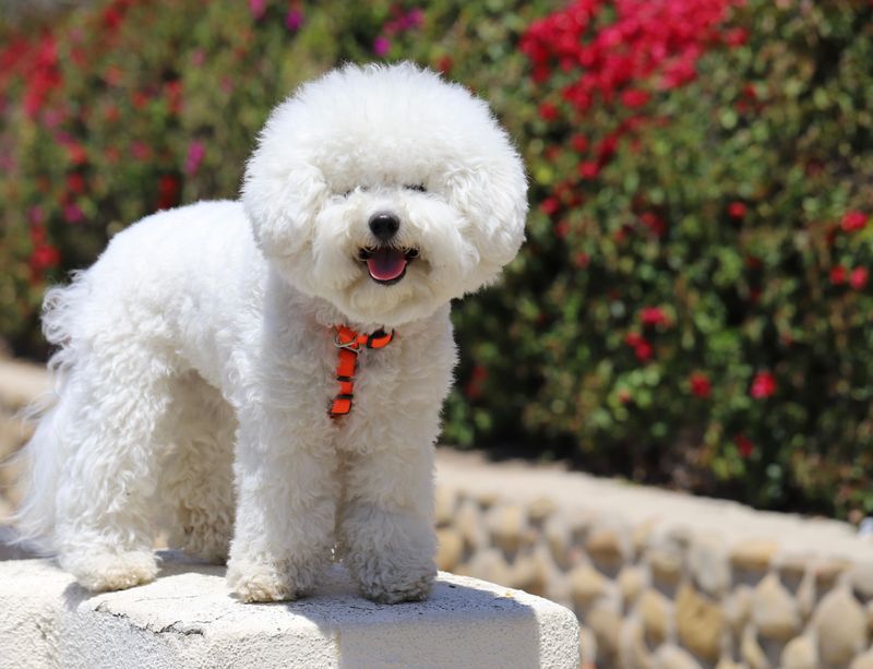 Bichon Frise: A Fluffy Cloud of Joy