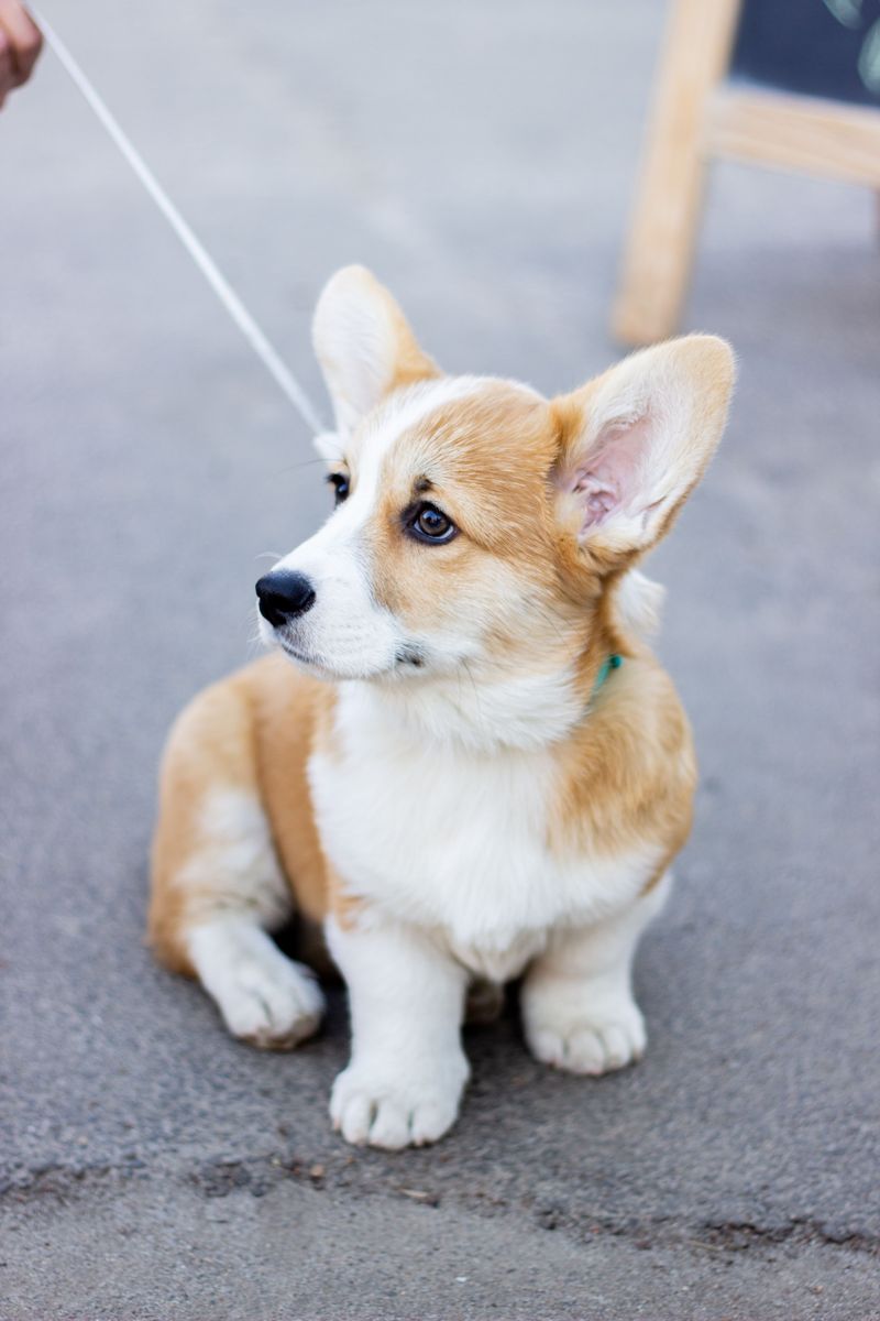 One harness doesn't fit every dog - and these breeds are a perfect example 10 Pembroke Welsh Corgi