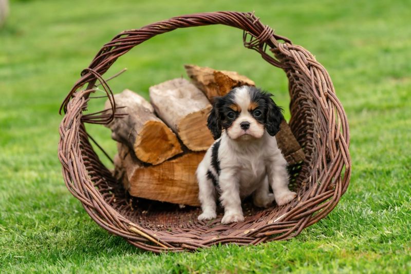 Cavalier King Charles Spaniel