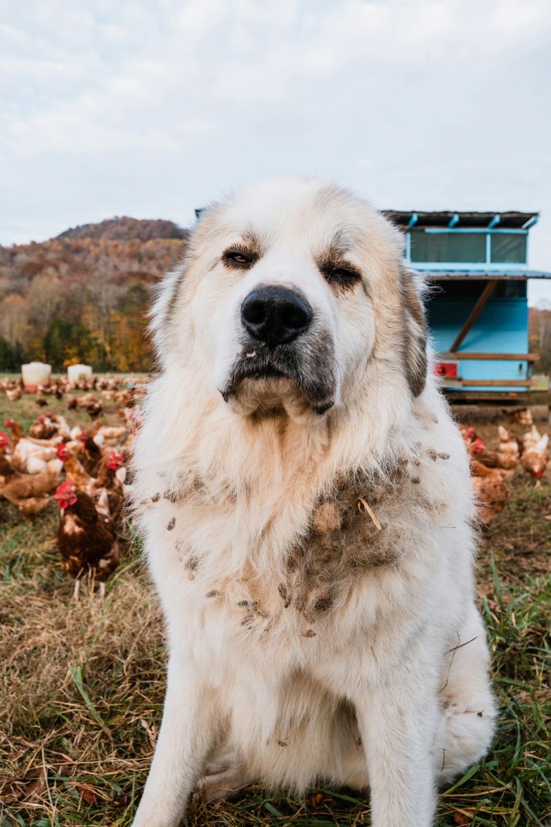 Pyrenean Mastiff