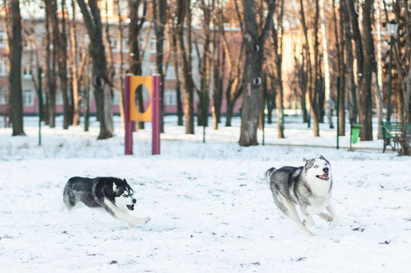 Calm beside your leg, different once released – these 11 dog breeds can surprise owners 2 Siberian Husky - snow quiet, park rocket