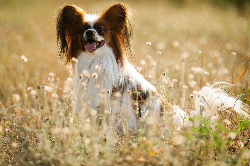 The leash comes off and the real test begins - these dog breeds often have what it takes to keep checking back 8 Papillon