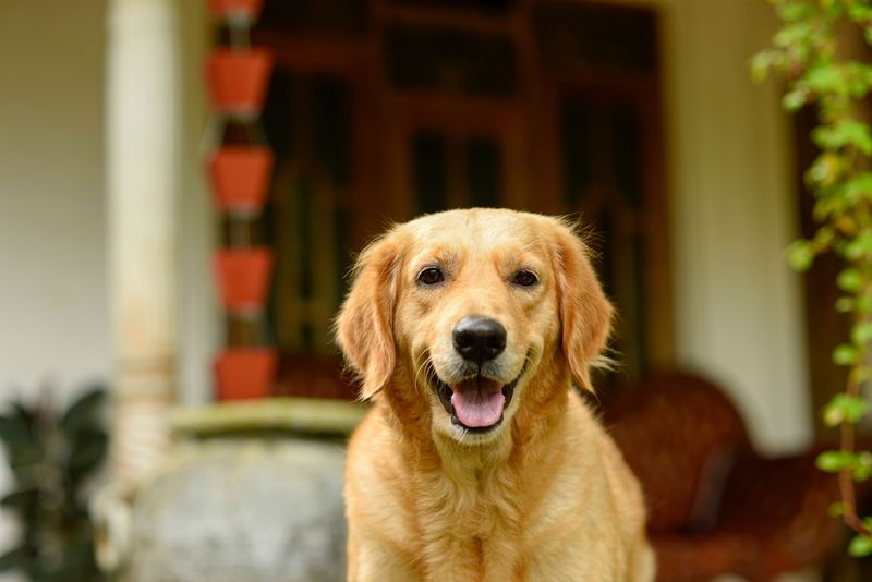 11 dogs that notice when something doesn't belong - and 3 that may simply wag their tails 13 Golden Retriever - the cheerful greeter