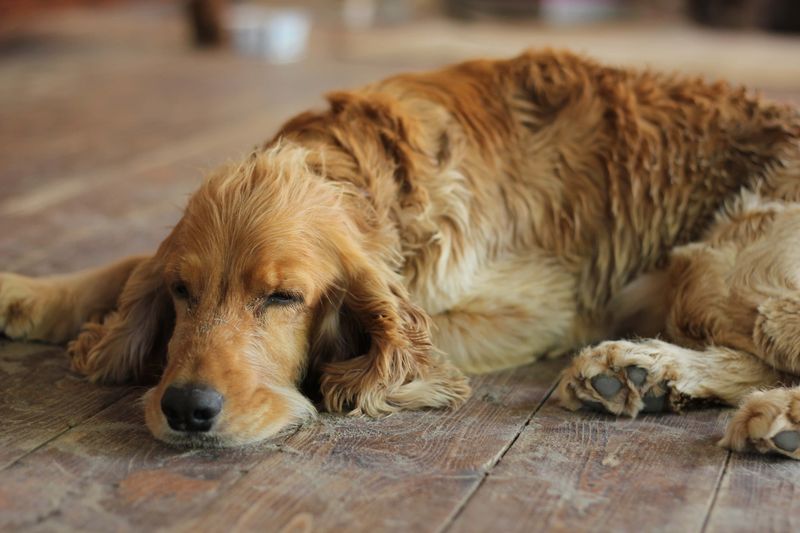 Your child's most memorable teacher may have four paws - and the lessons go far beyond responsibility 11 English Cocker Spaniel
