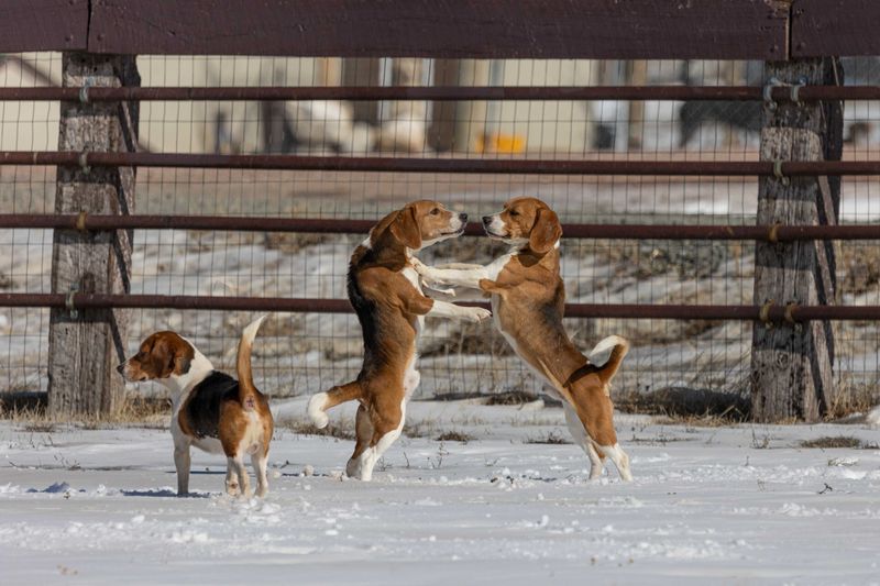Beagle: The Pack Player