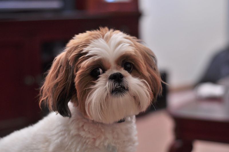 Prefer coffee before cardio? These laid-back dogs may understand you perfectly 7 Shih Tzu