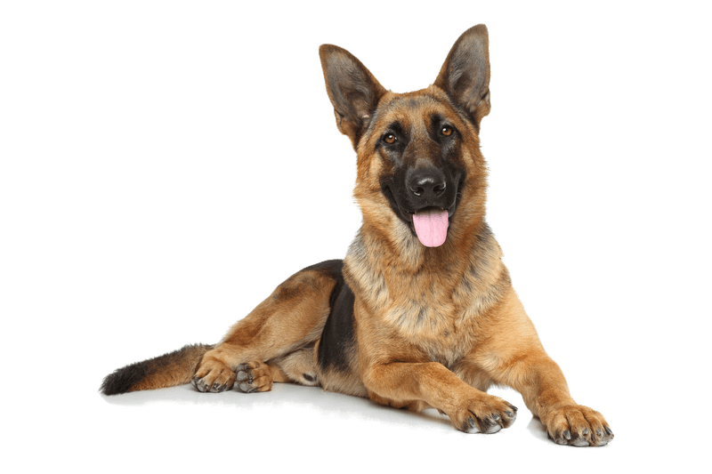 12 dog breeds whose loyalty becomes one of the most rewarding parts of ownership 3 German Shepherd