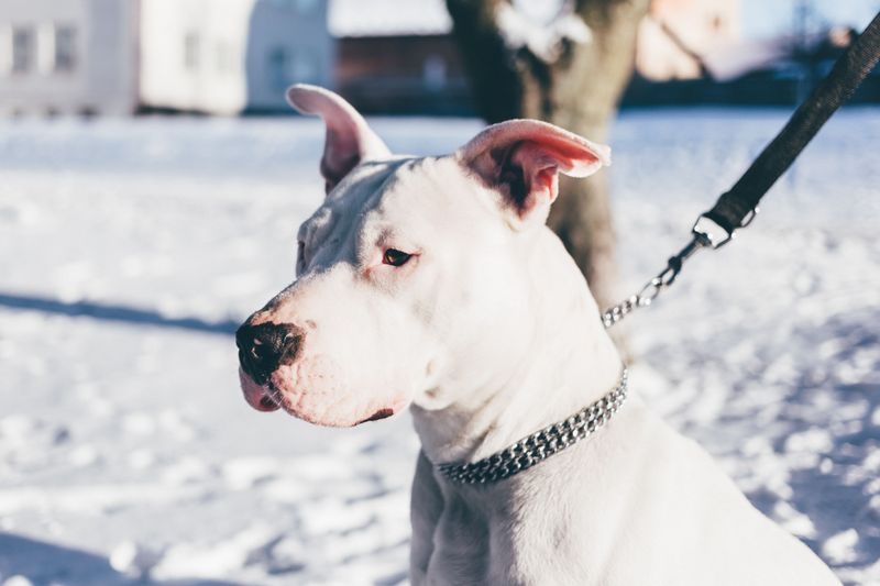 16 dog breeds most owners underestimate - then regret not researching sooner, plus 4 more that surprise almost everyone 7 Dogo Argentino