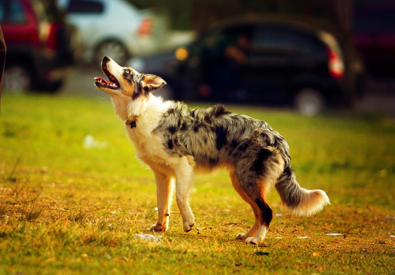 Think You Know “Loyal”? Meet 10 Dog Breeds That Prove It in Real Life 7 Australian Shepherd