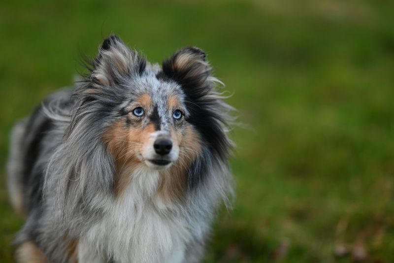 Shetland Sheepdog