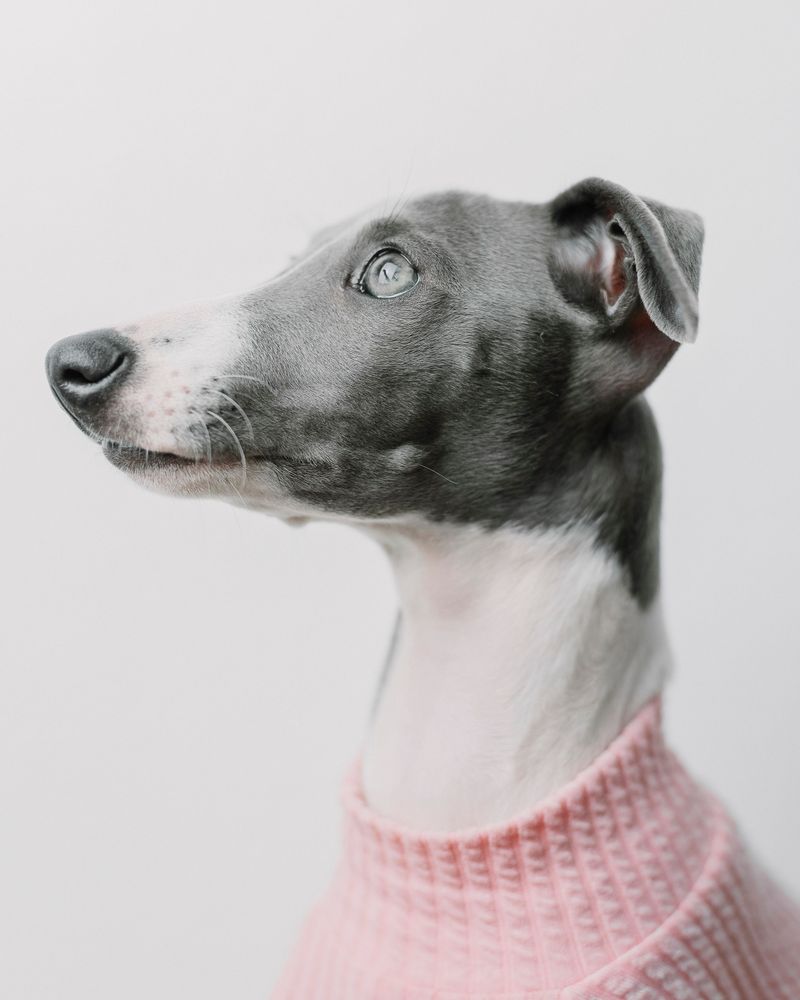 The dog breeds most affected when you're away 10 Italian Greyhound