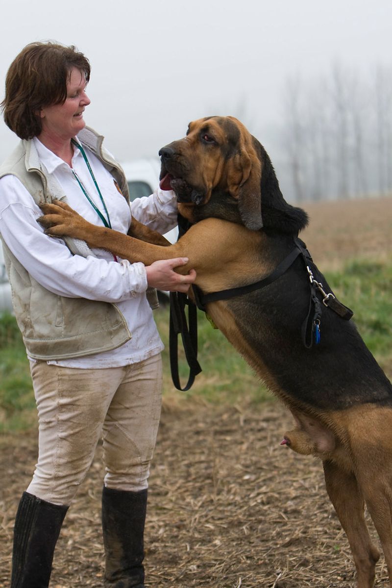 Bloodhound