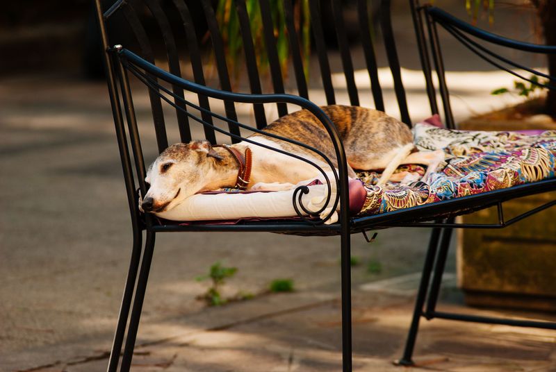 If fireworks worry you more than your dog, these breeds may surprise you 9 Greyhound