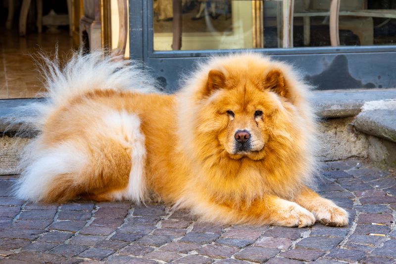 Chow Chow - quiet love in a lion coat