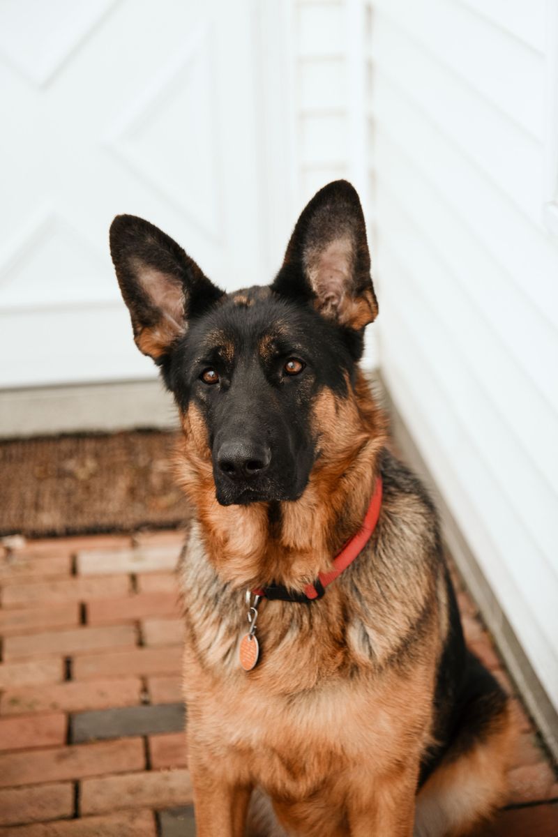 Before assuming everyone wants a smaller dog, see which large breeds Americans keep bringing home 2 German Shepherd