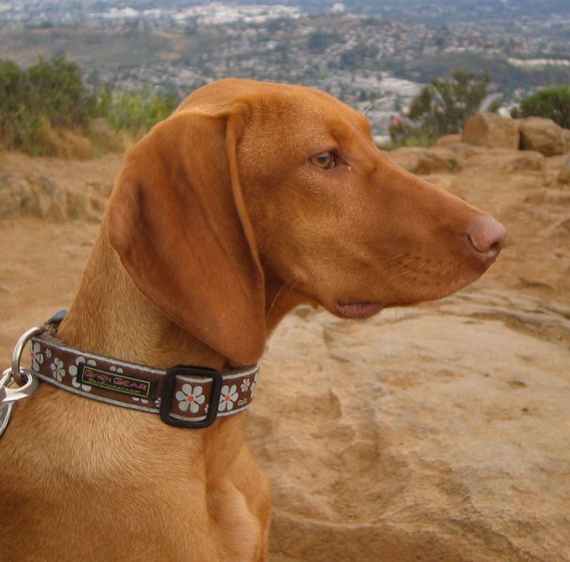 12 dog breeds whose loyalty becomes one of the most rewarding parts of ownership 8 Vizsla