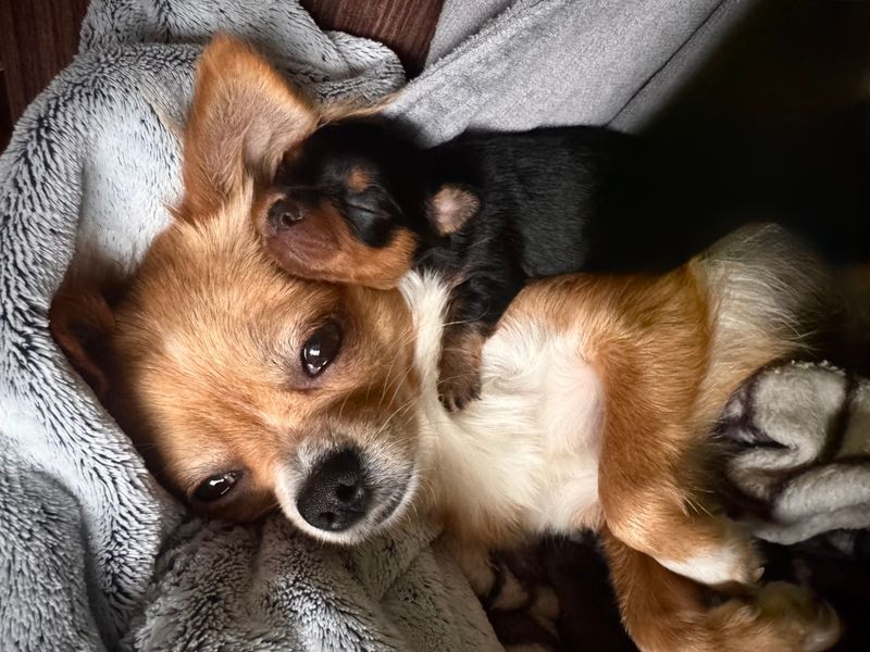 Chihuahua: Tiny Body, Giant Loyalty