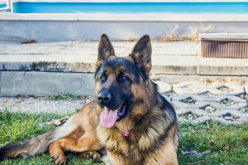 13 calm-looking dogs with instincts so sharp they can read a room instantly 2 German Shepherd