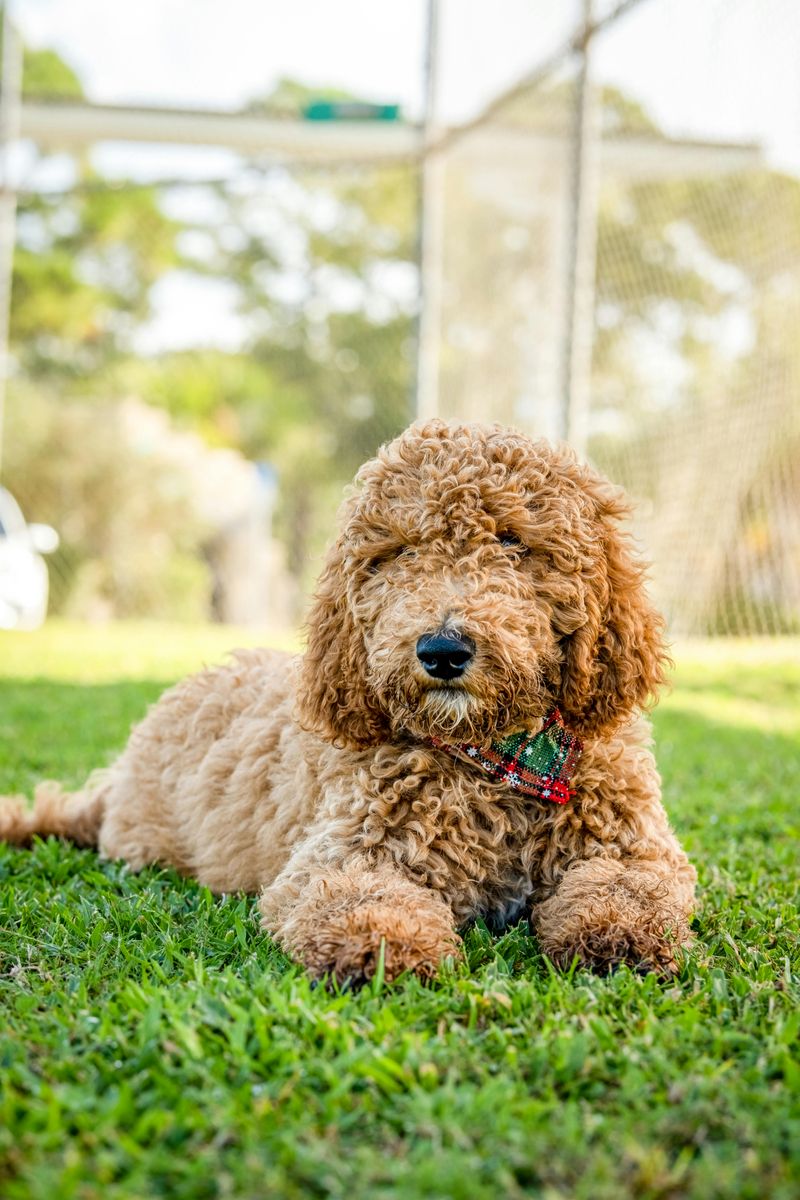 Goldendoodle