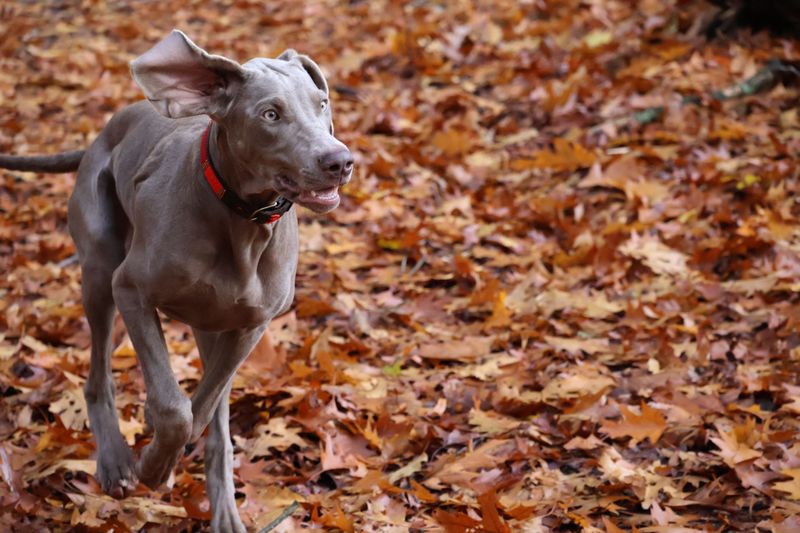 Weimaraner
