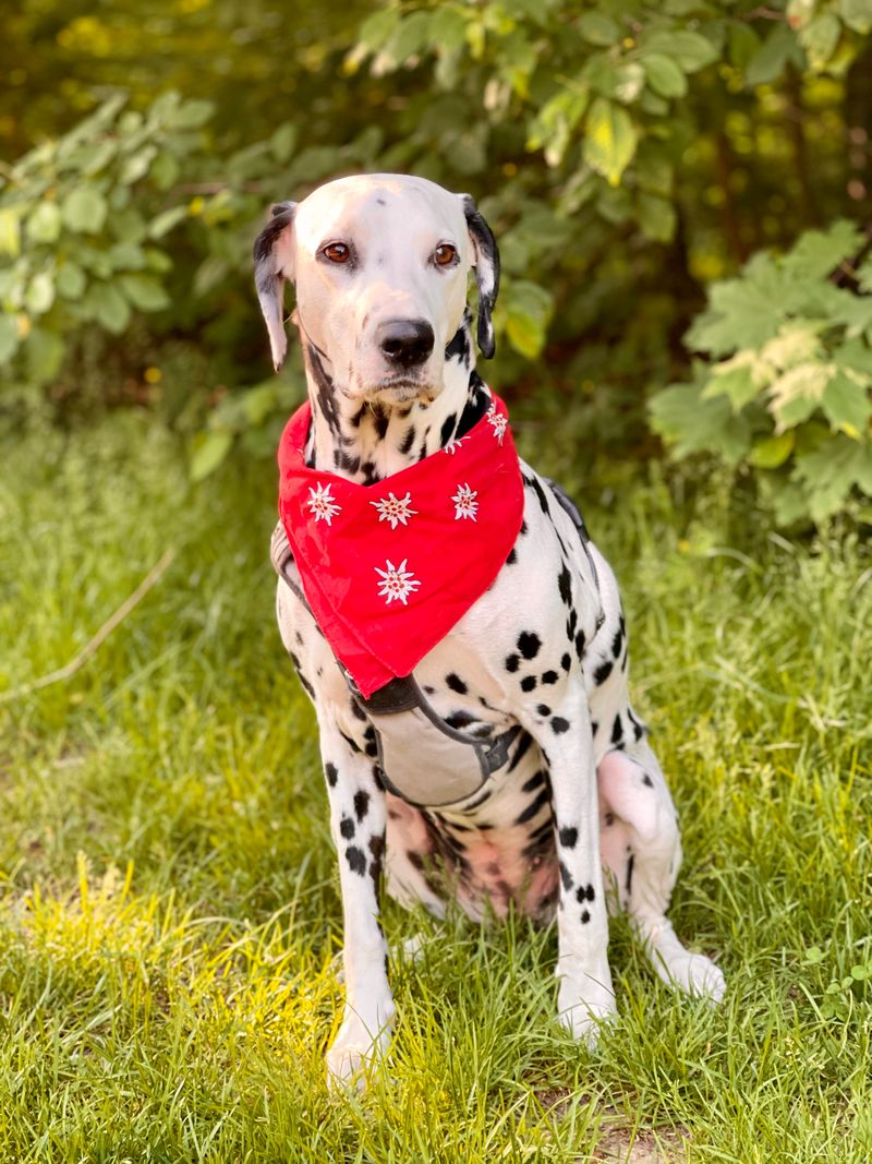 These 11 breeds often become more confident and relaxed with a canine companion 11 Dalmatian