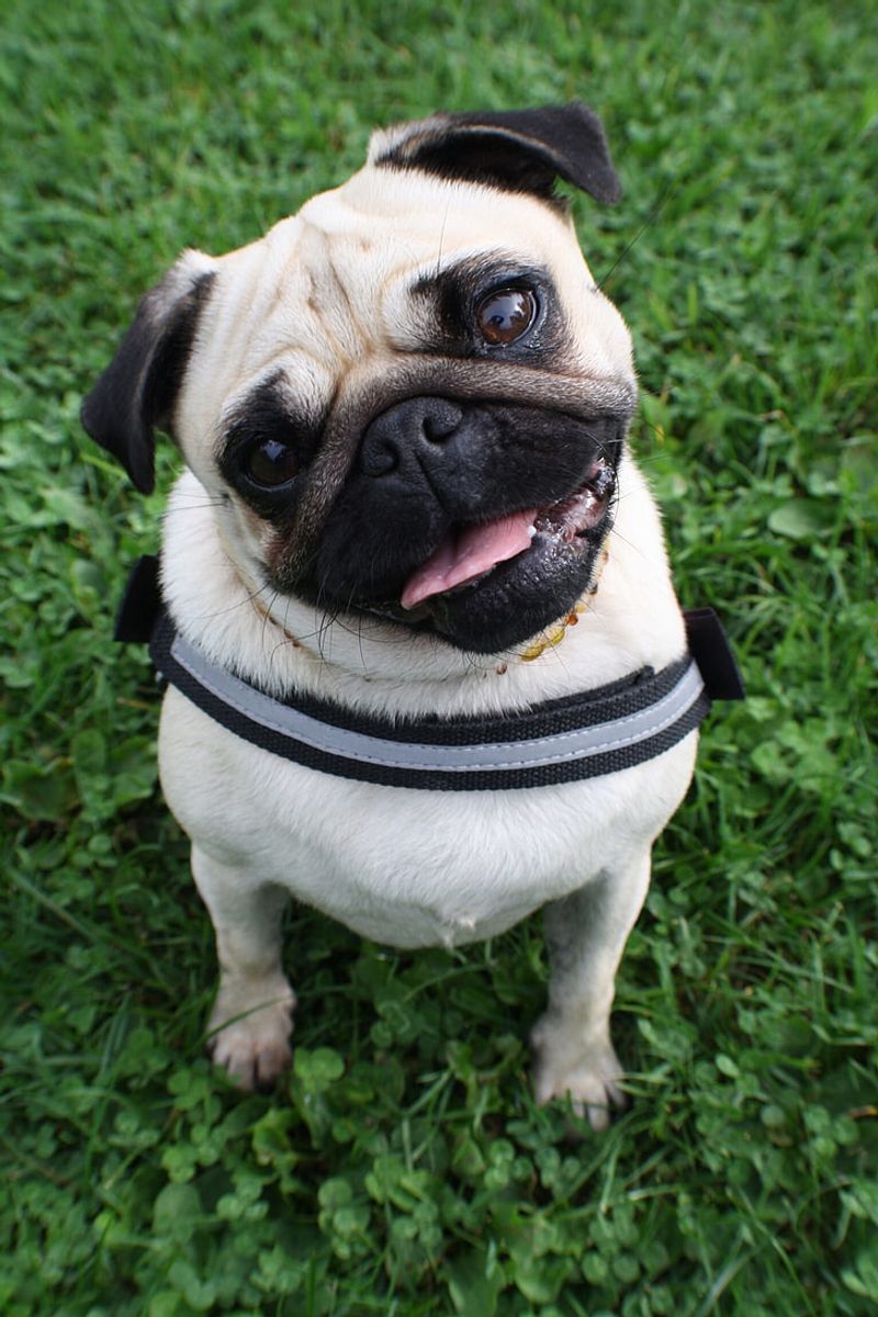 Pug