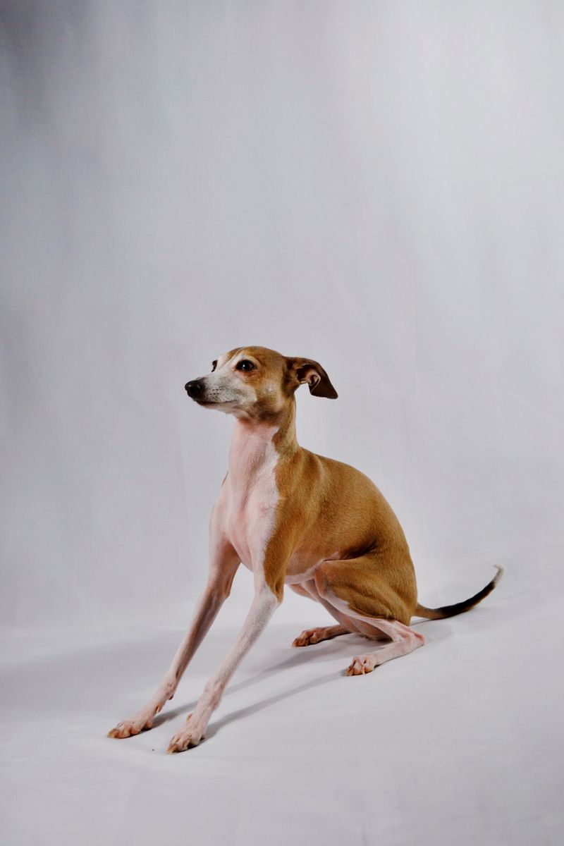 One harness doesn't fit every dog - and these breeds are a perfect example 9 Italian Greyhound