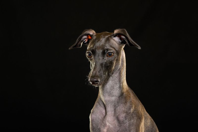Italian Greyhound