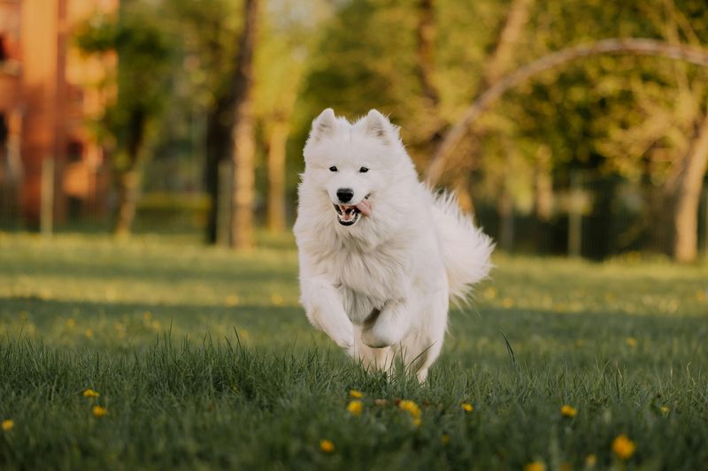Neutering Backlash Threads Are Heating Up – 12 Breeds Owners Say Changed After Surgery 2 Samoyed