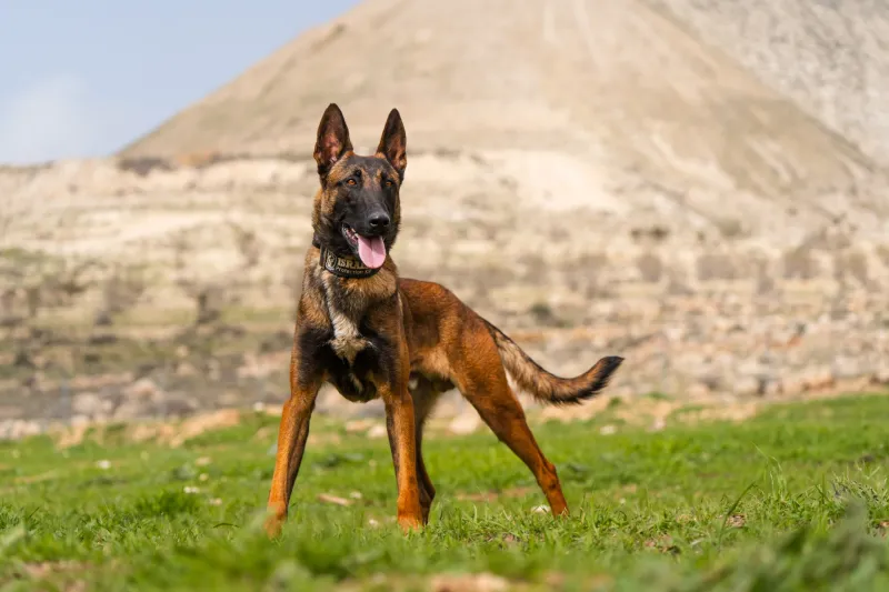 "Retractable Leashes Should Be Banned” Is Blowing Up Again - 13 Breeds Most Mentioned in Injury Horror Stories 14 Belgian Malinois