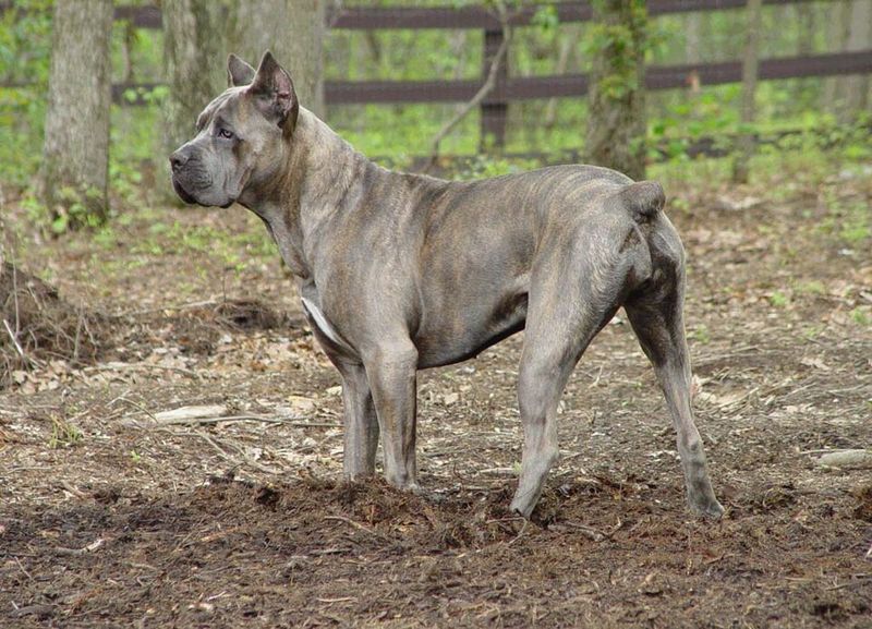 11 fearless dog breeds ever known, plus 3 steady and dependable breeds 3 Cane Corso