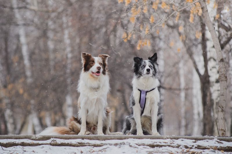 Stop wearing your dog out physically and start challenging them mentally instead 2 Border Collie