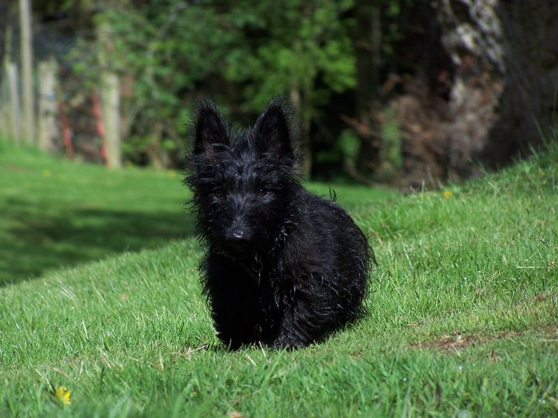 Scottish Terrier