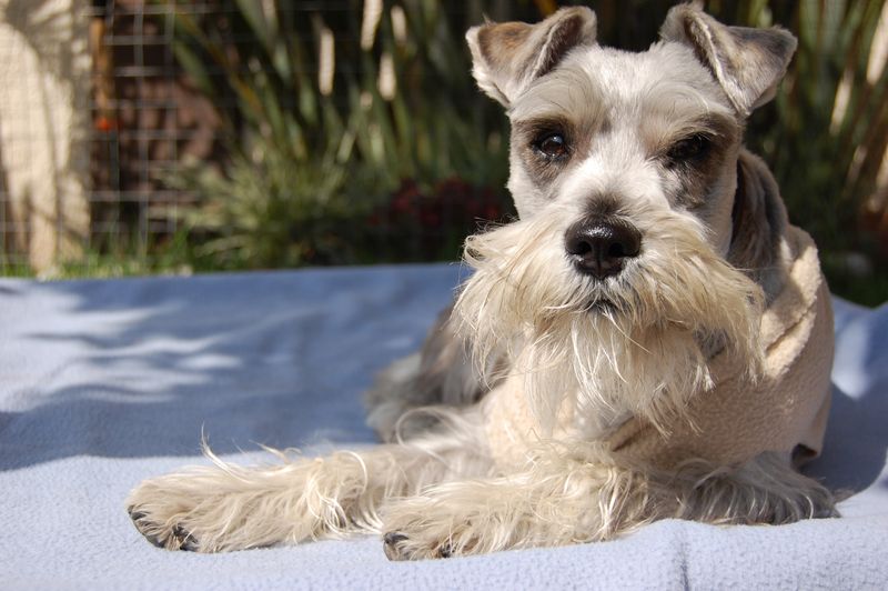 These companions often assess new situations before taking action 6 Standard Schnauzer