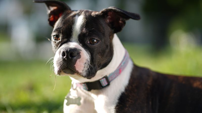 America has thousands of dogs to choose from - Yet these little breeds keep ending up near the front of the conversation 11 Boston Terrier
