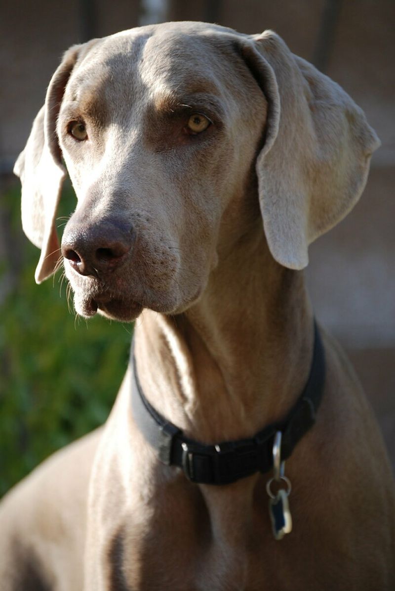 Weimaraner