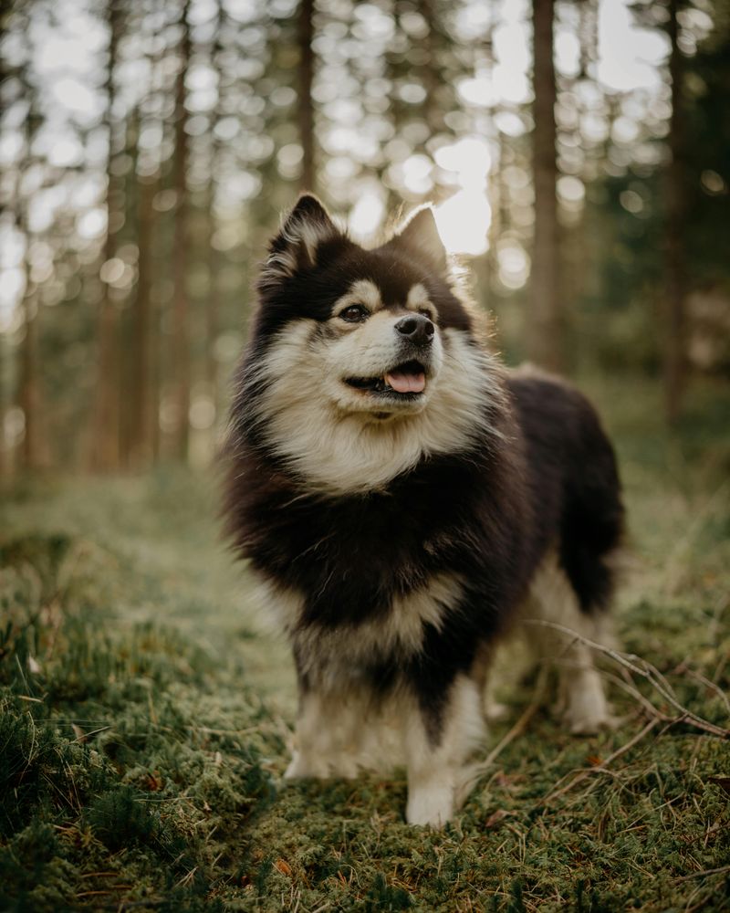 Finnish Lapphund