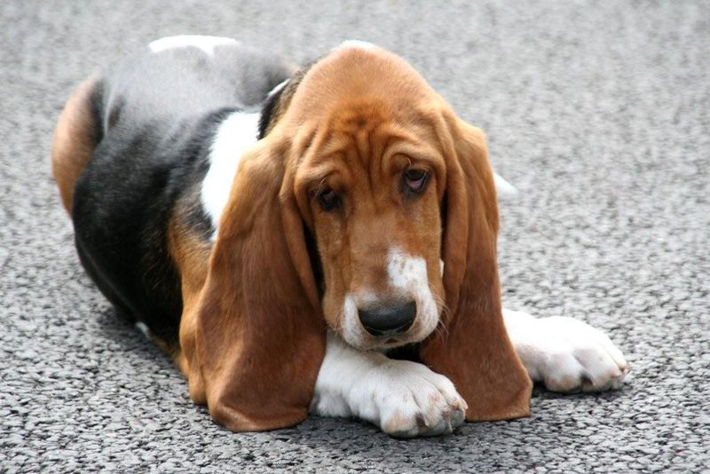The best companion isn't always the most exciting - and these dog breeds prove it 8 Basset Hound